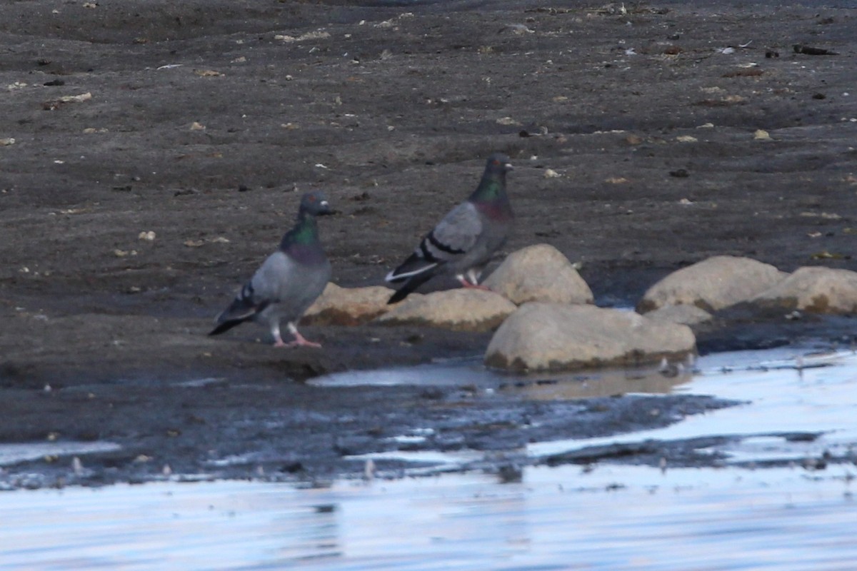 Piccione domestico - ML643475698