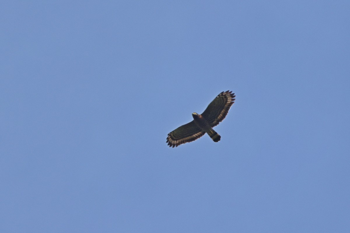 Sulawesi Serpent-Eagle - ML643475702