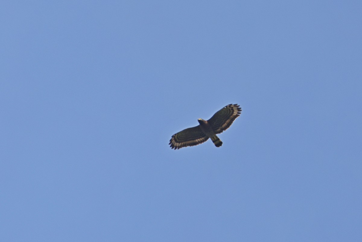 Sulawesi Serpent-Eagle - ML643475703