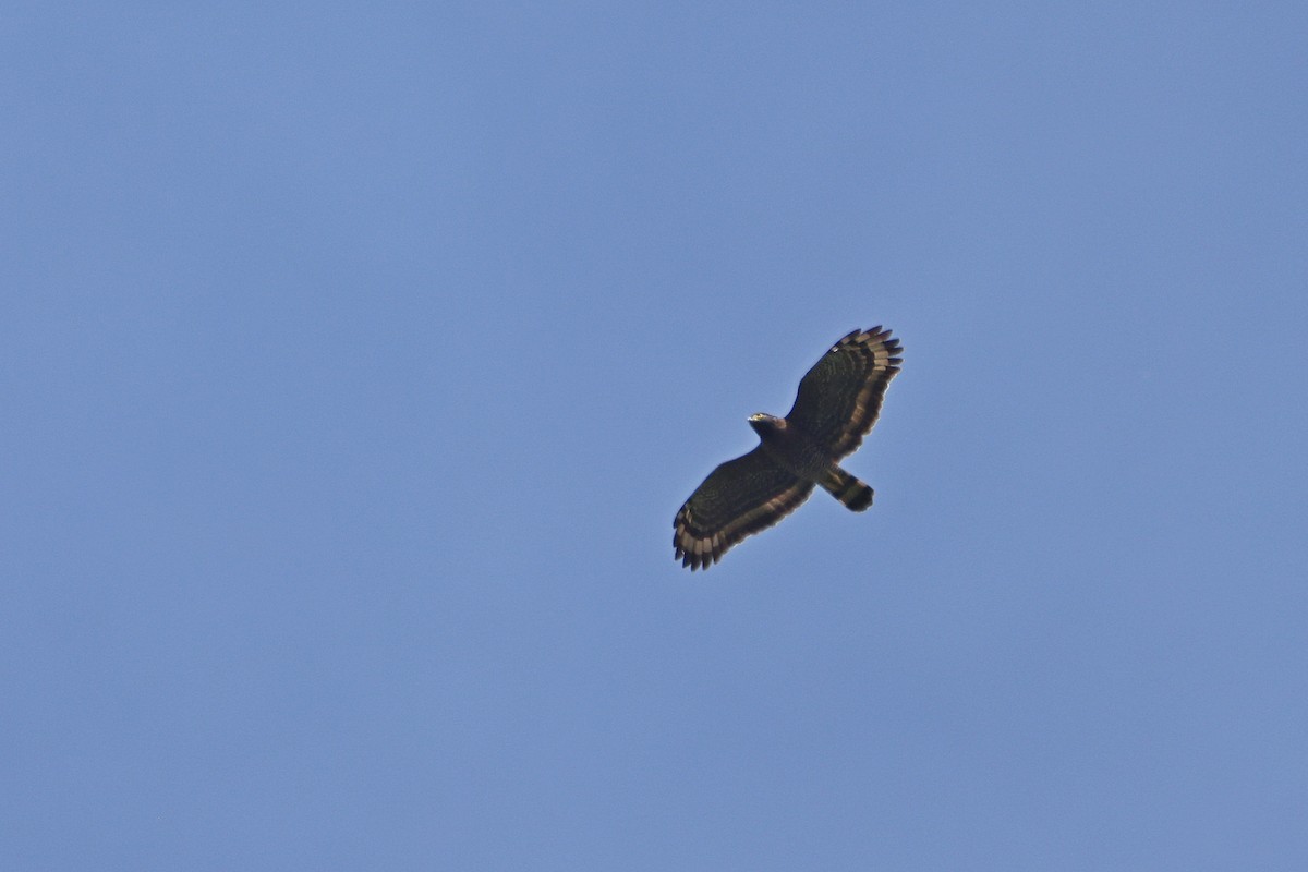 Sulawesi Serpent-Eagle - ML643475704
