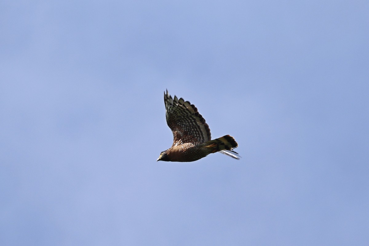 Sulawesi Serpent-Eagle - ML643475706
