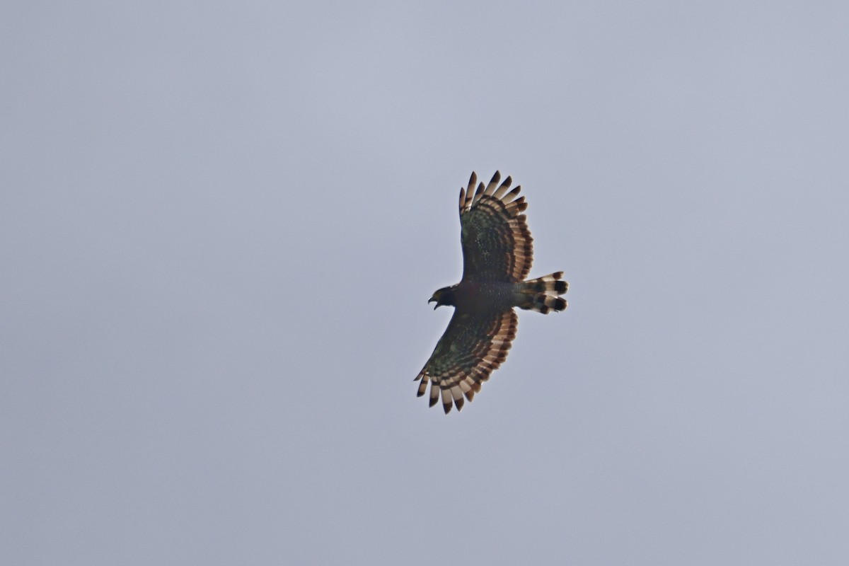 Sulawesi Serpent-Eagle - ML643475708