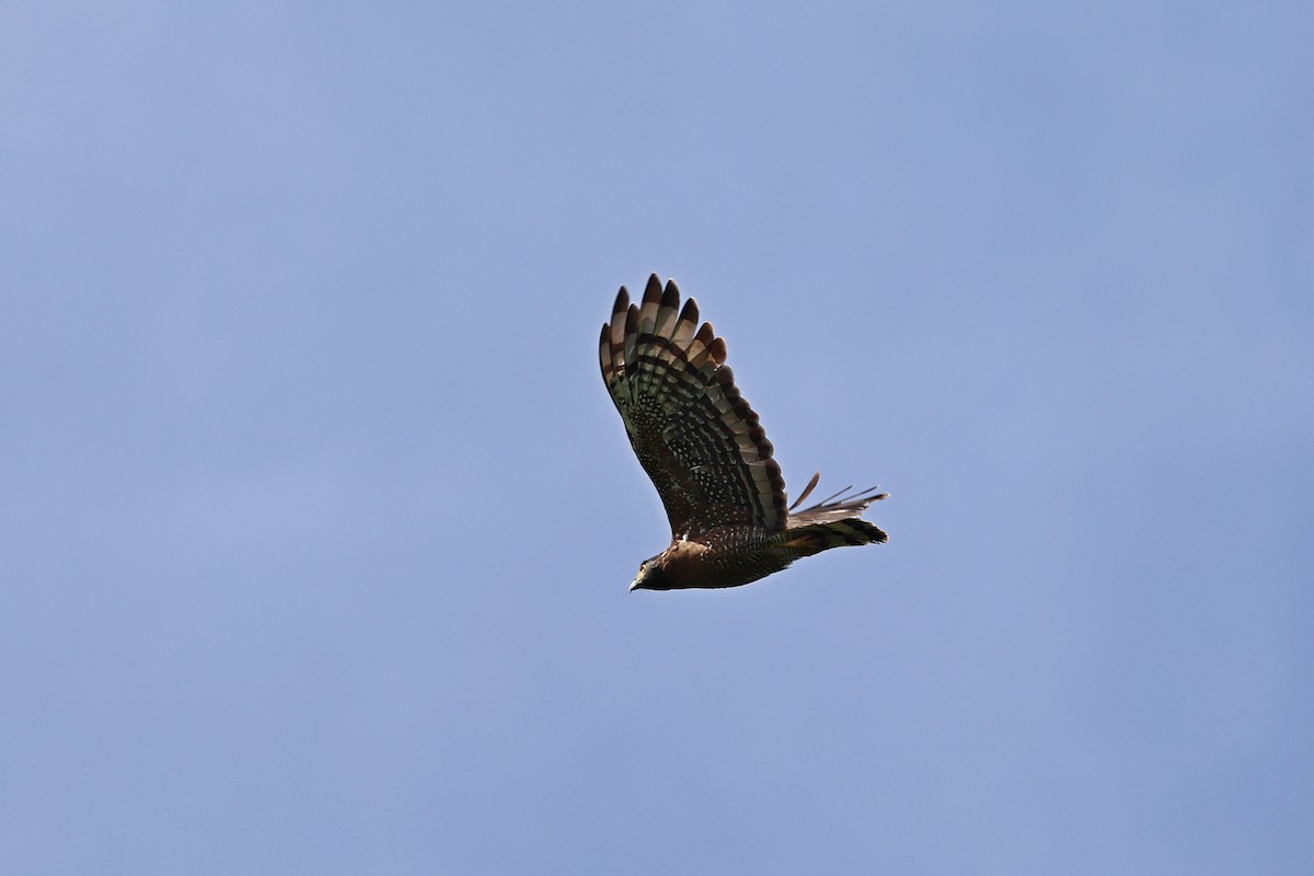 Sulawesi Serpent-Eagle - ML643475710