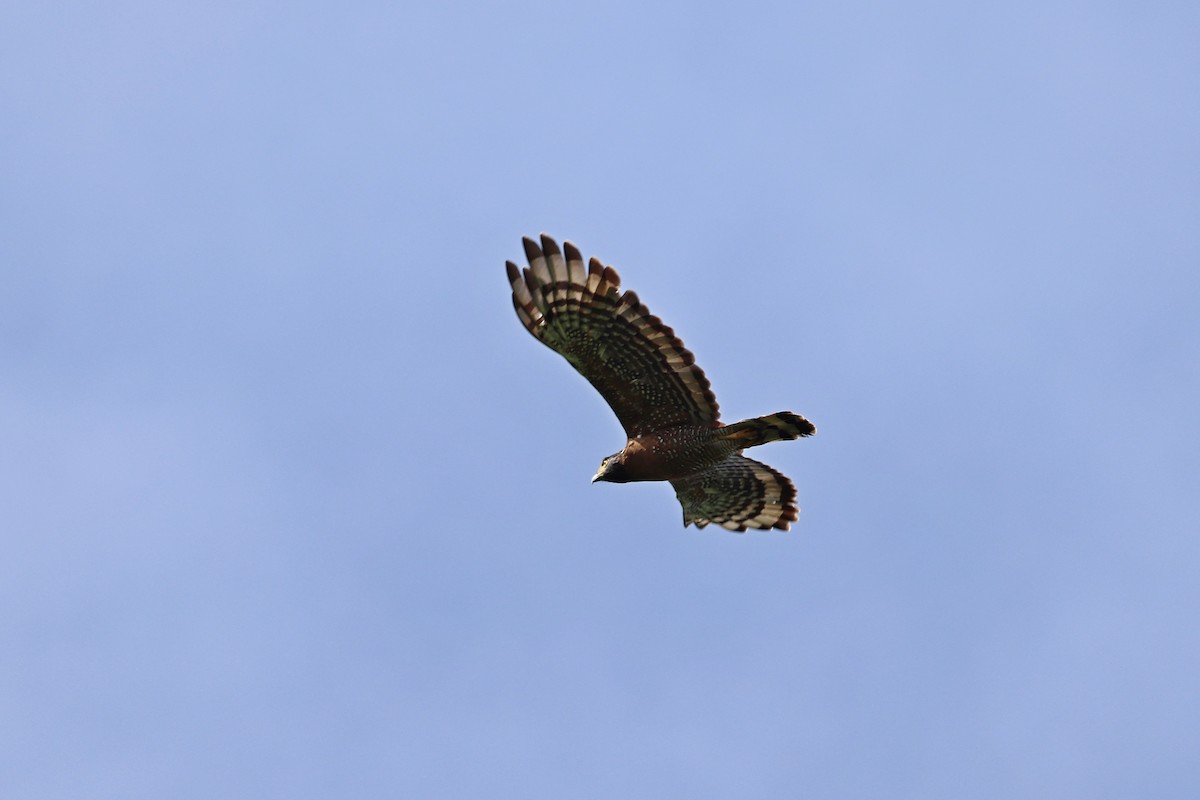 Sulawesi Serpent-Eagle - ML643475711