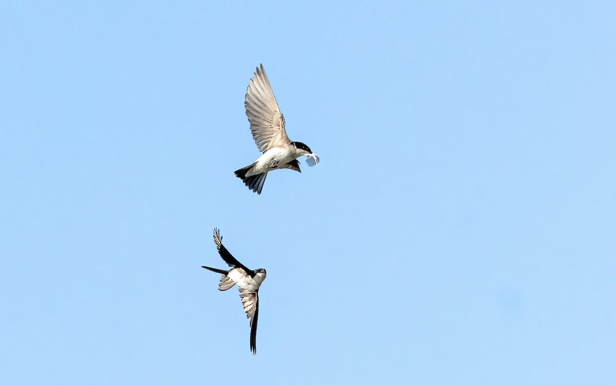 cyansvale (patagonica) - ML643475723