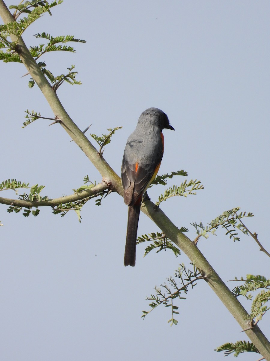 Small Minivet - ML643475724