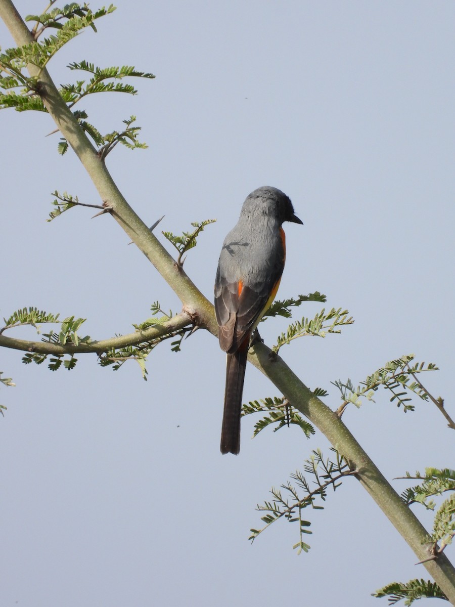 Small Minivet - ML643475725