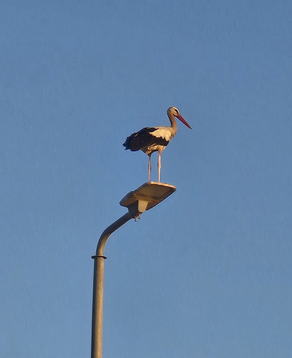 White Stork - ML643475734