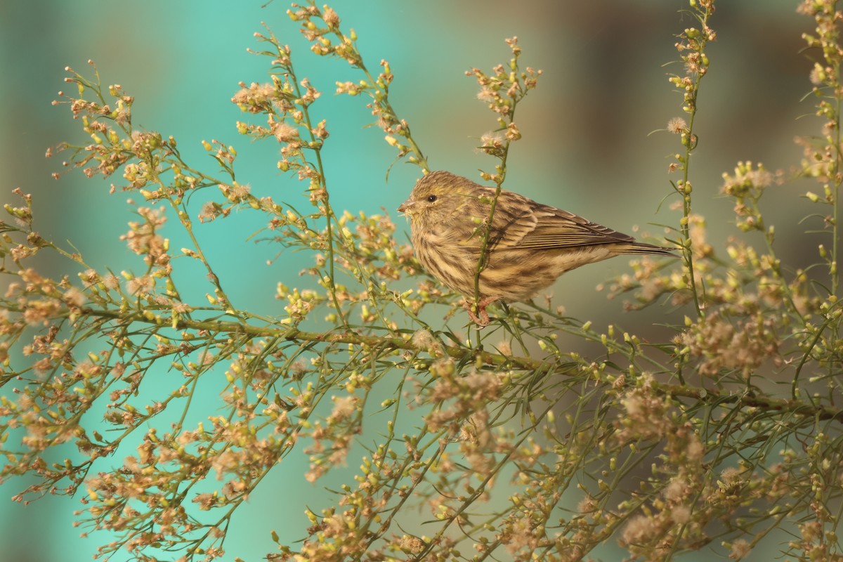 European Serin - ML643475754