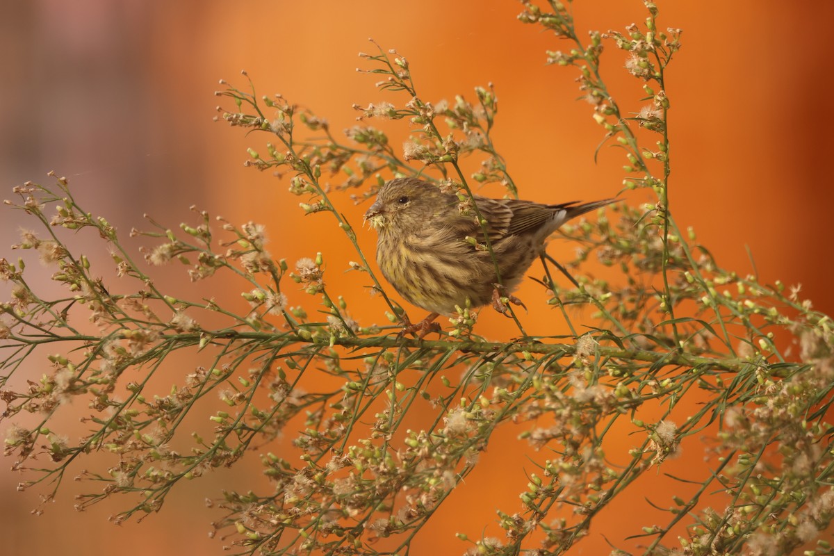 European Serin - ML643475755