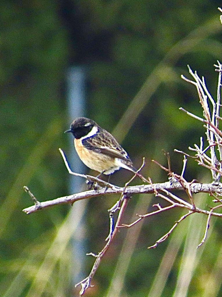 European Stonechat - ML643475764