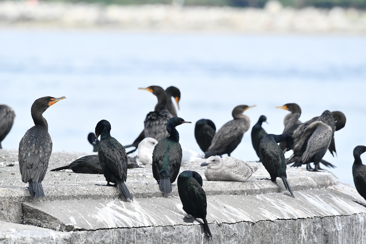 Pelagic Cormorant - ML643475767