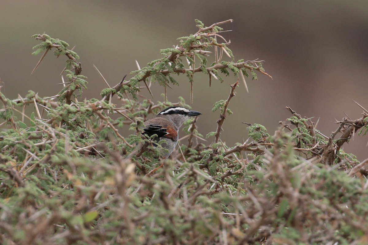 Black-crowned Tchagra - ML64347581