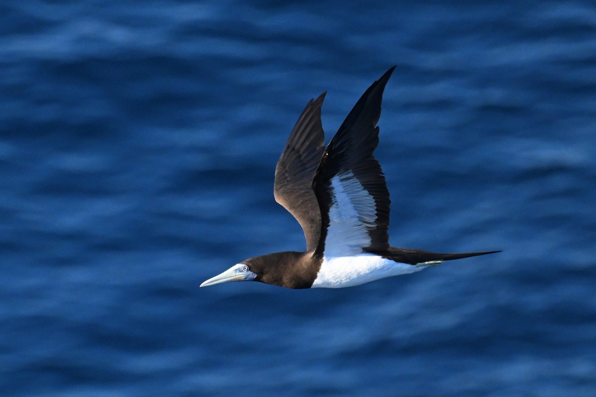 Brown Booby - ML643475813