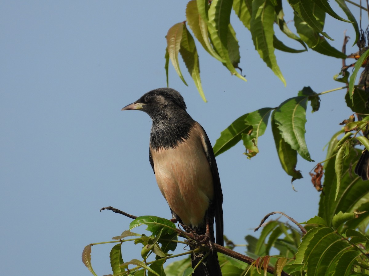 Rosy Starling - ML643475822