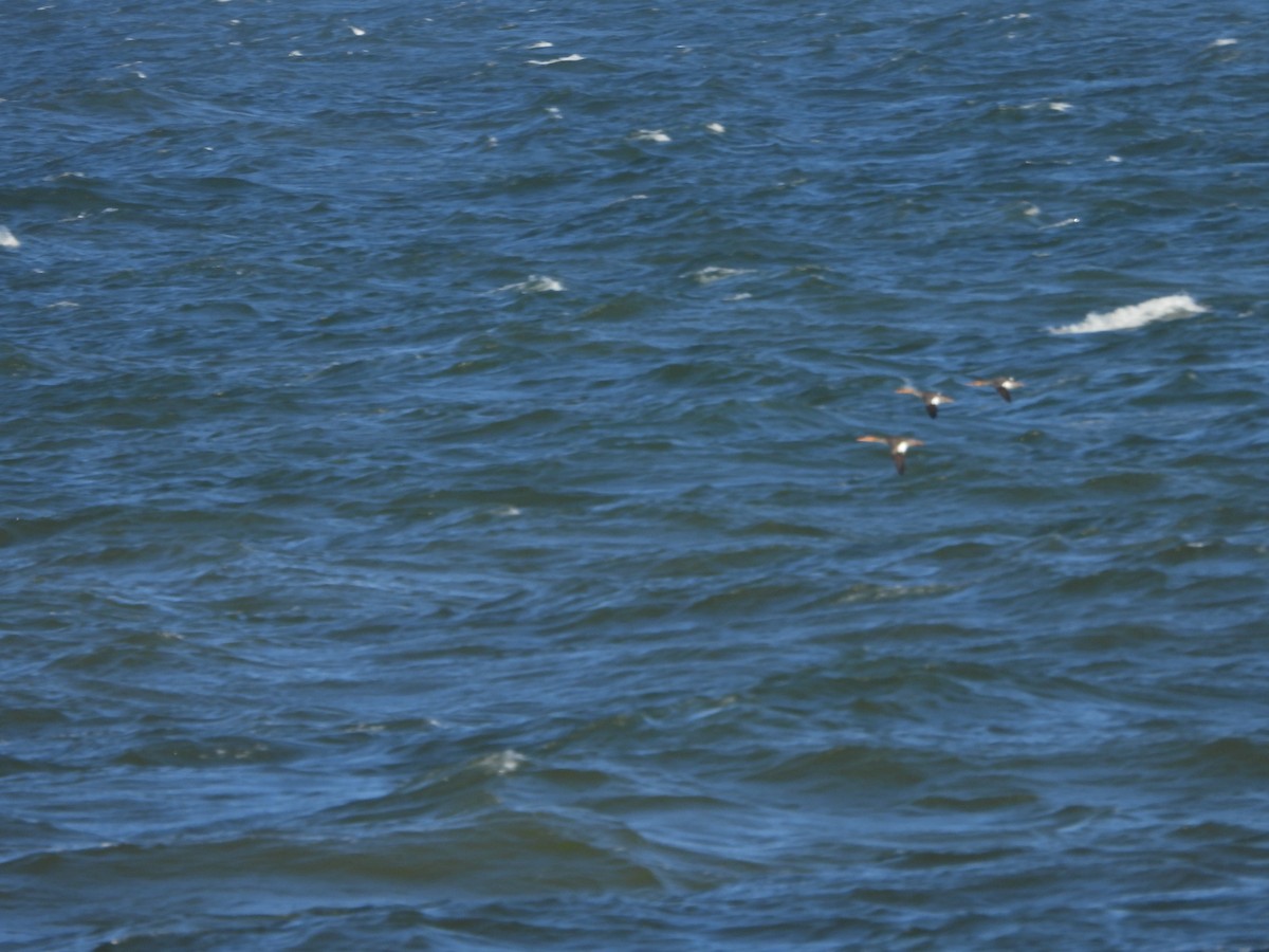 Red-breasted Merganser - ML643475828
