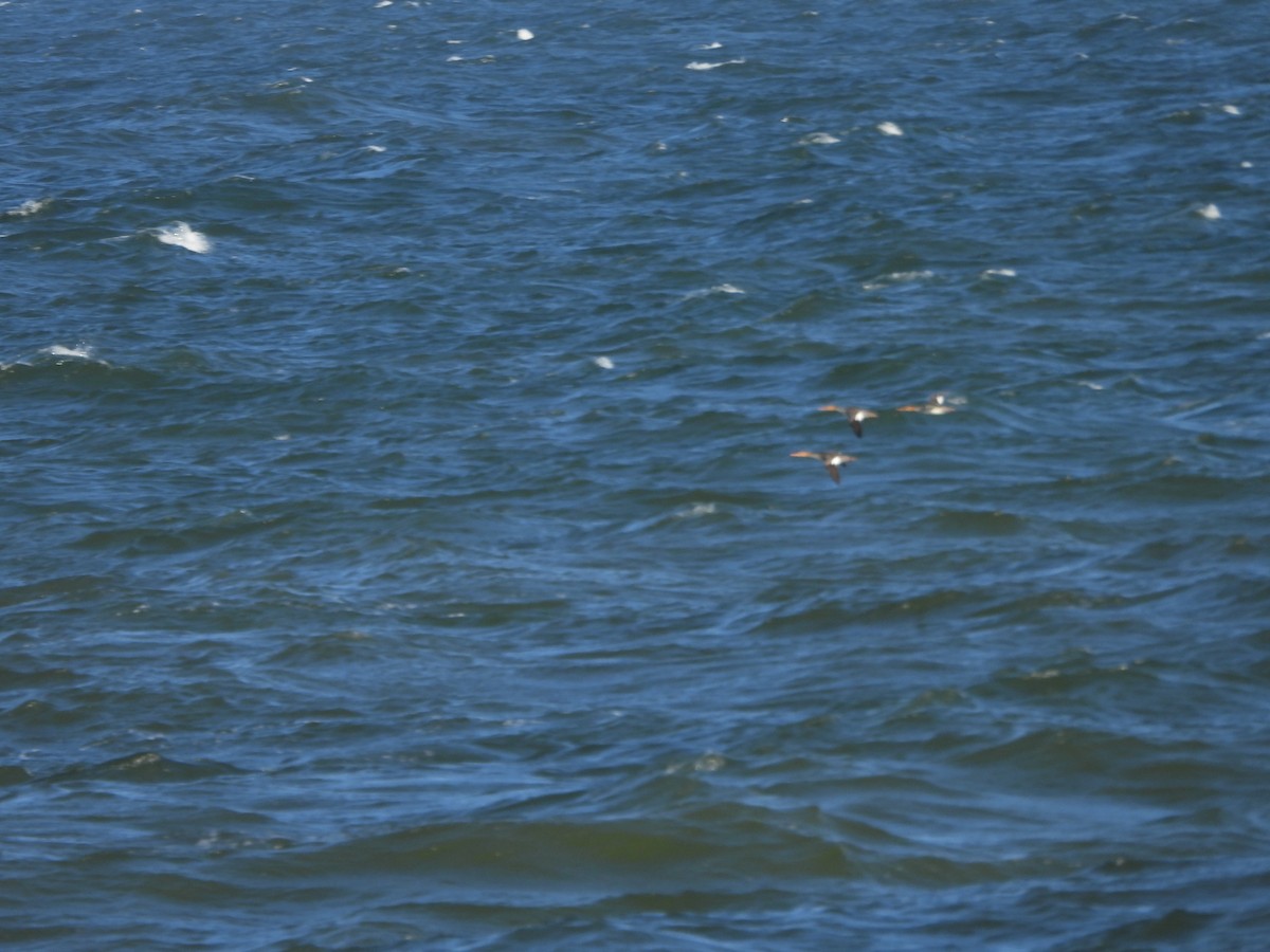 Red-breasted Merganser - ML643475829