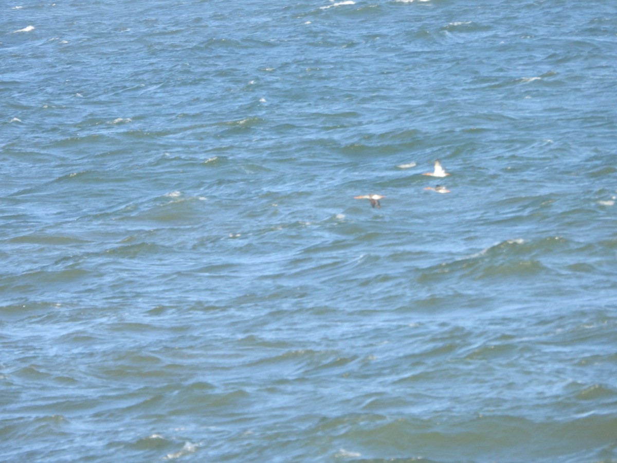 Red-breasted Merganser - ML643475830