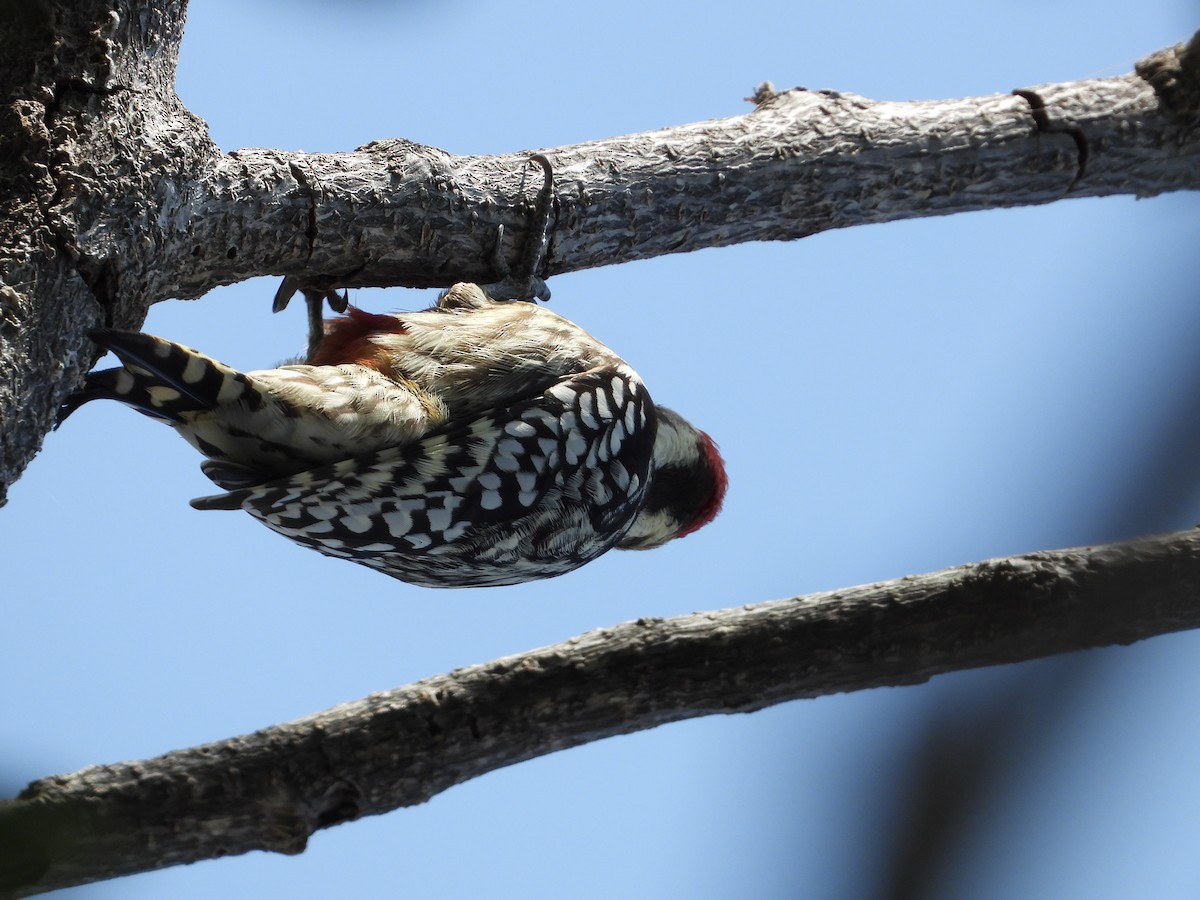 Yellow-crowned Woodpecker - ML643475833