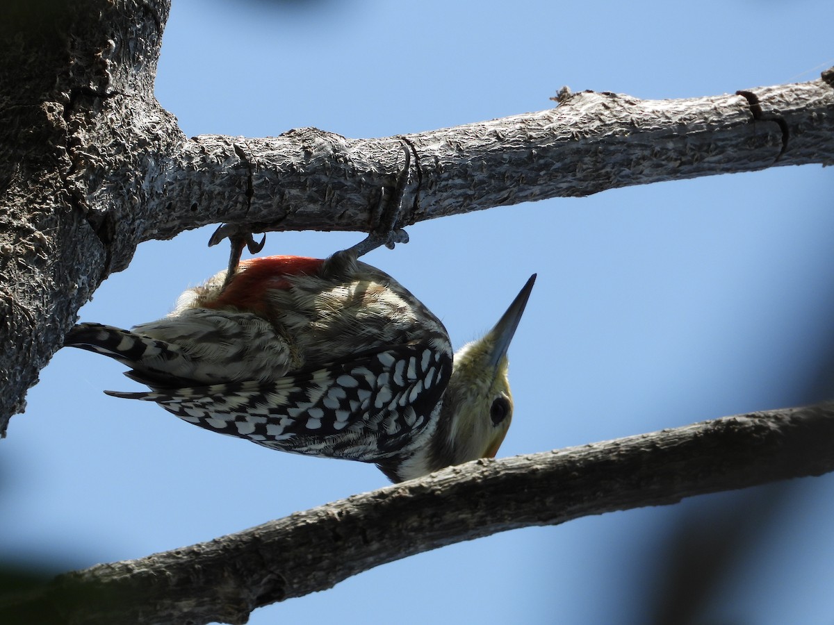 Yellow-crowned Woodpecker - ML643475834