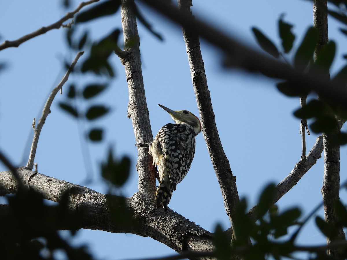 Yellow-crowned Woodpecker - ML643475835