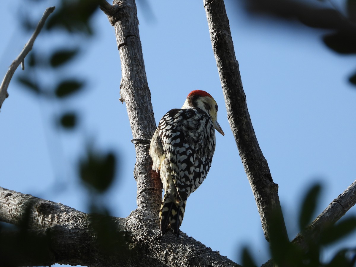 Yellow-crowned Woodpecker - ML643475836