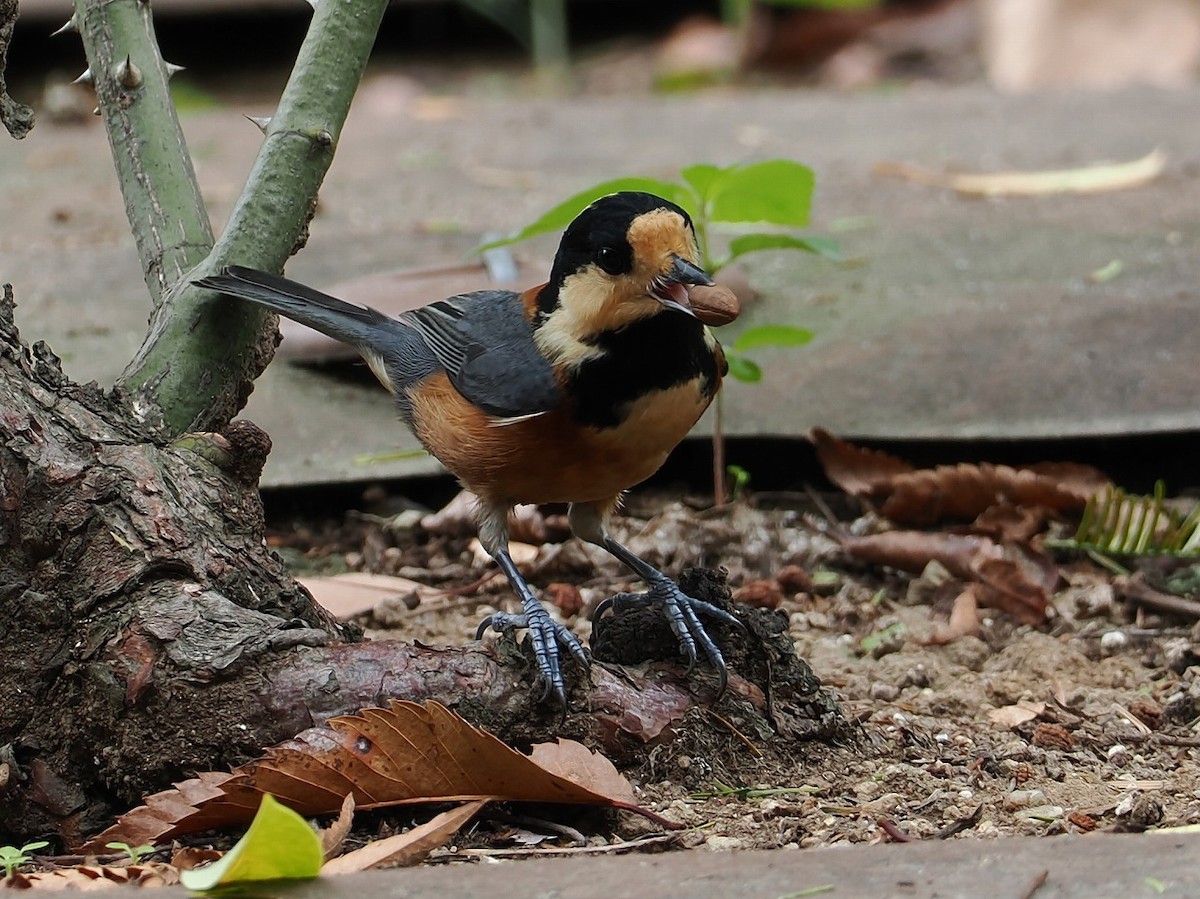 Varied Tit - ML643475838