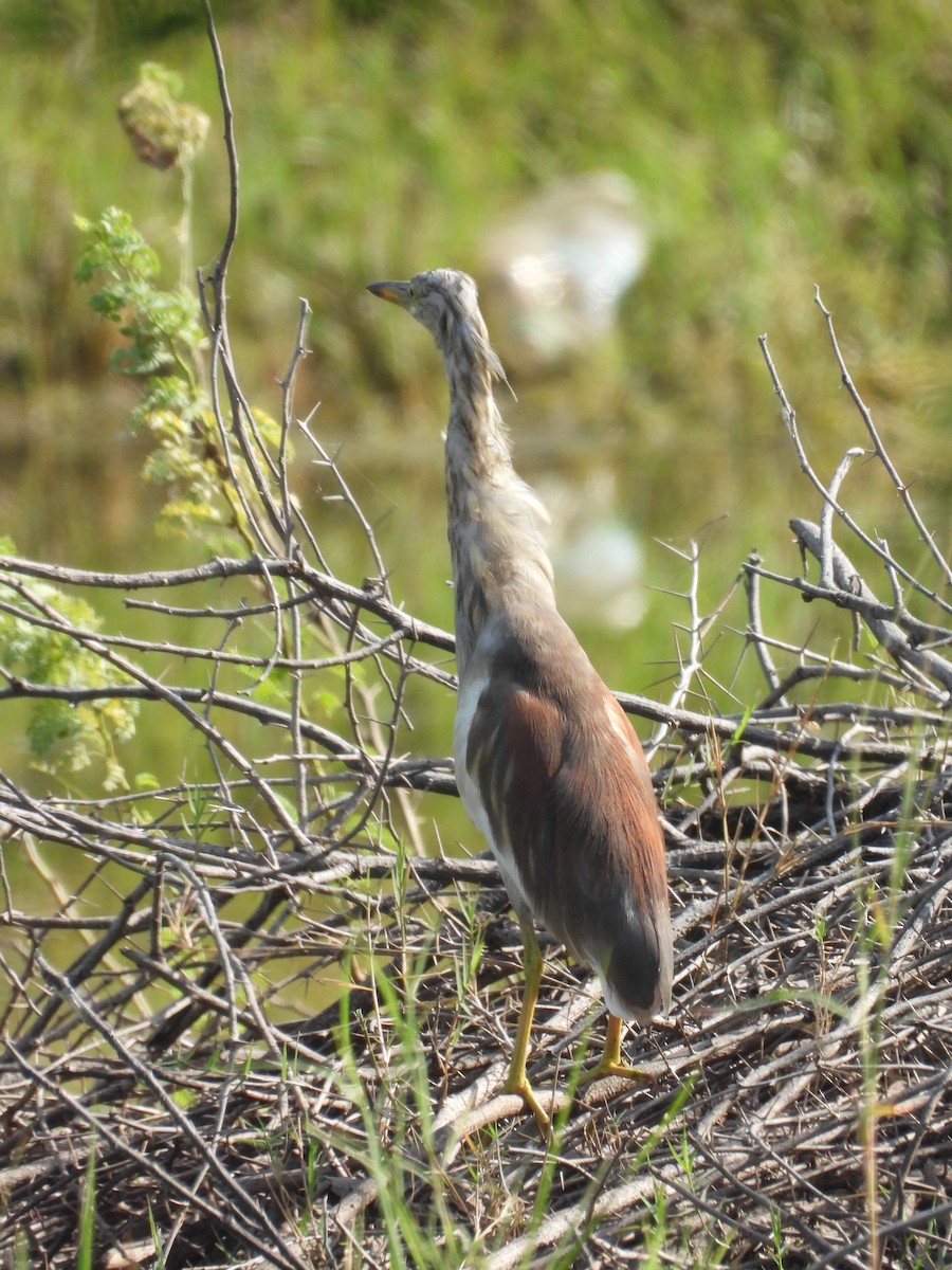 Indian Pond-Heron - ML643475839
