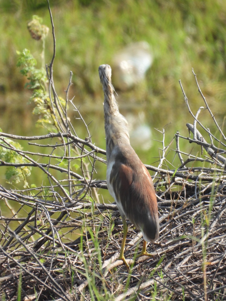 Indian Pond-Heron - ML643475840