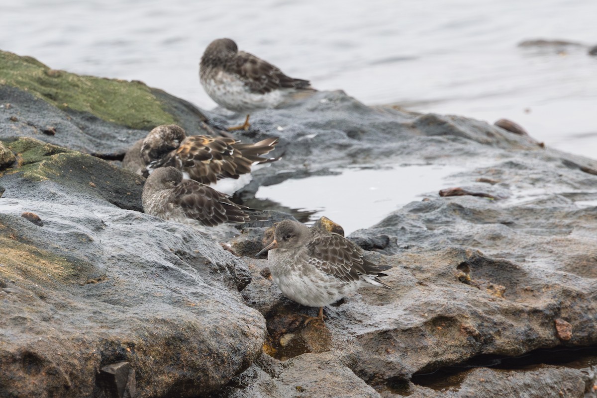 Purple Sandpiper - ML643475841