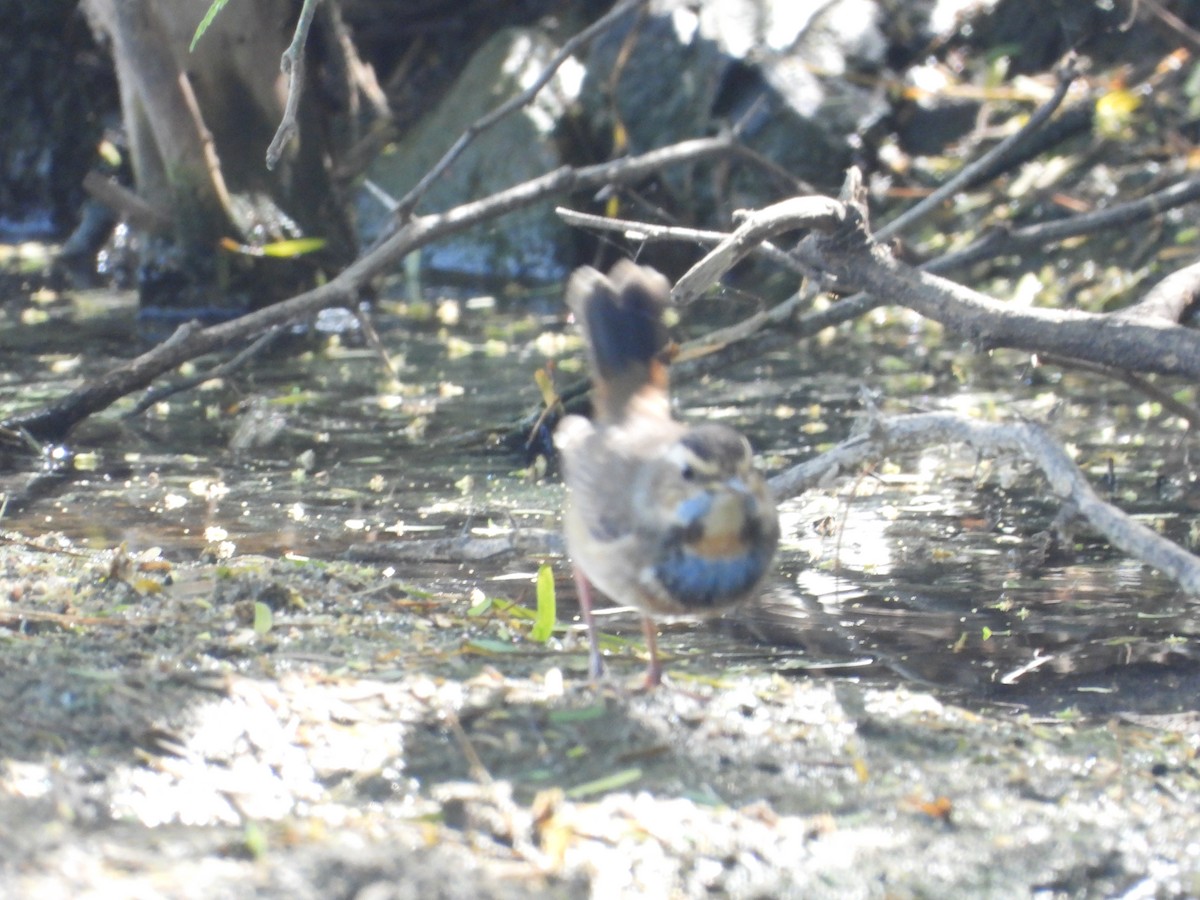Bluethroat - ML643475843