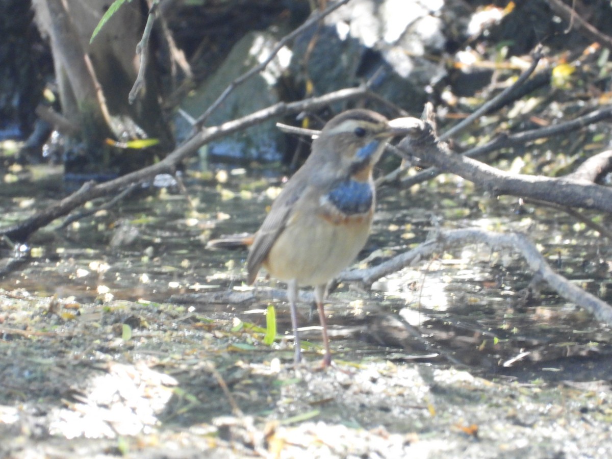 Bluethroat - ML643475844