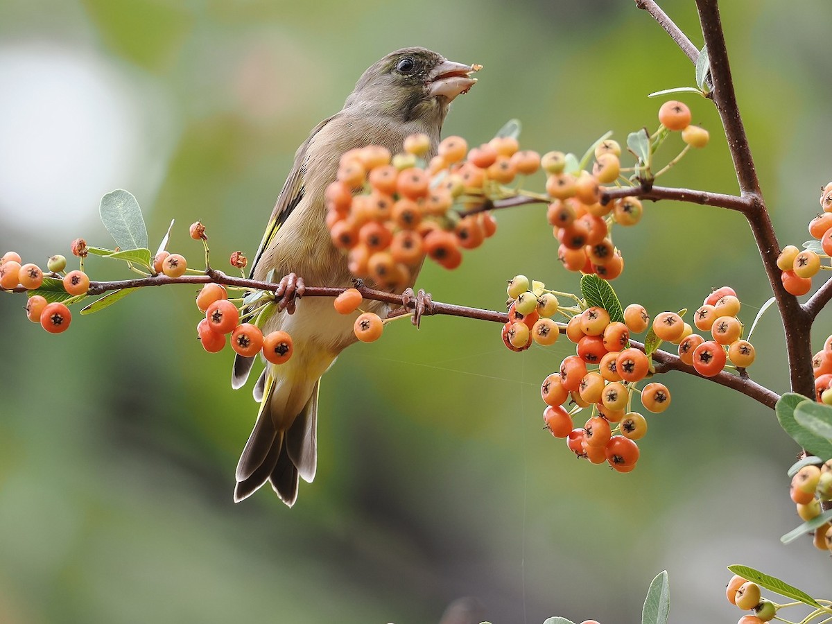 Oriental Greenfinch - ML643475846