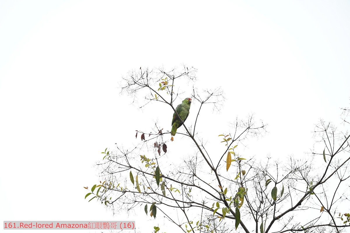 Red-lored Amazon - ML643475847