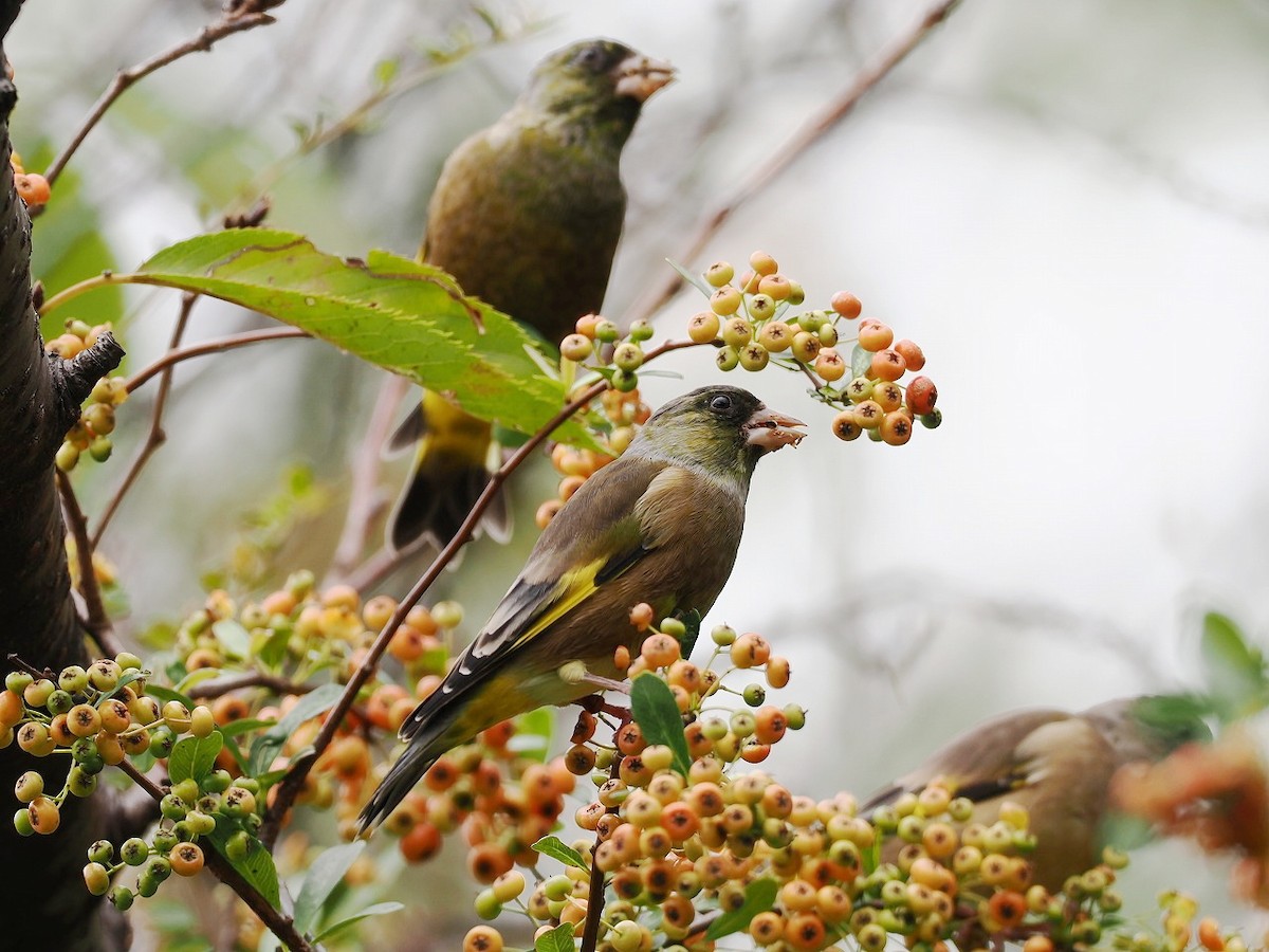 Oriental Greenfinch - ML643475848