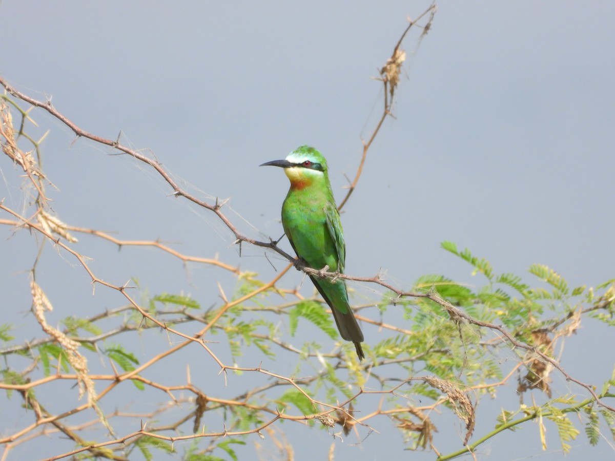 Blue-cheeked Bee-eater - ML643475849