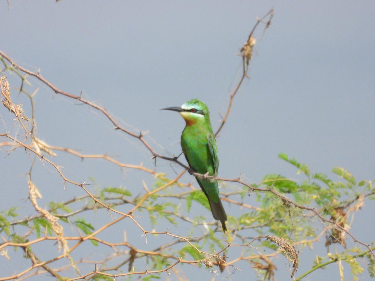 Blue-cheeked Bee-eater - ML643475850