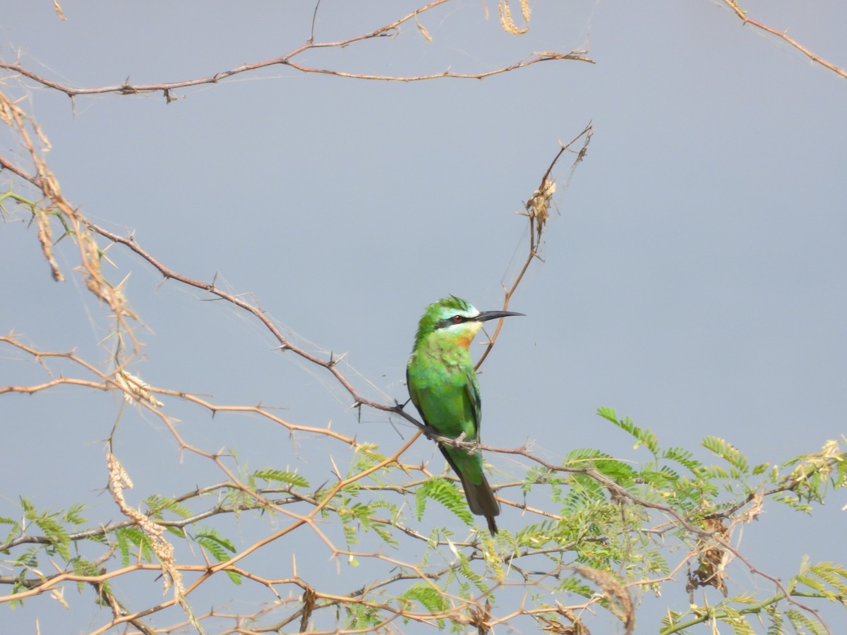 Blue-cheeked Bee-eater - ML643475851