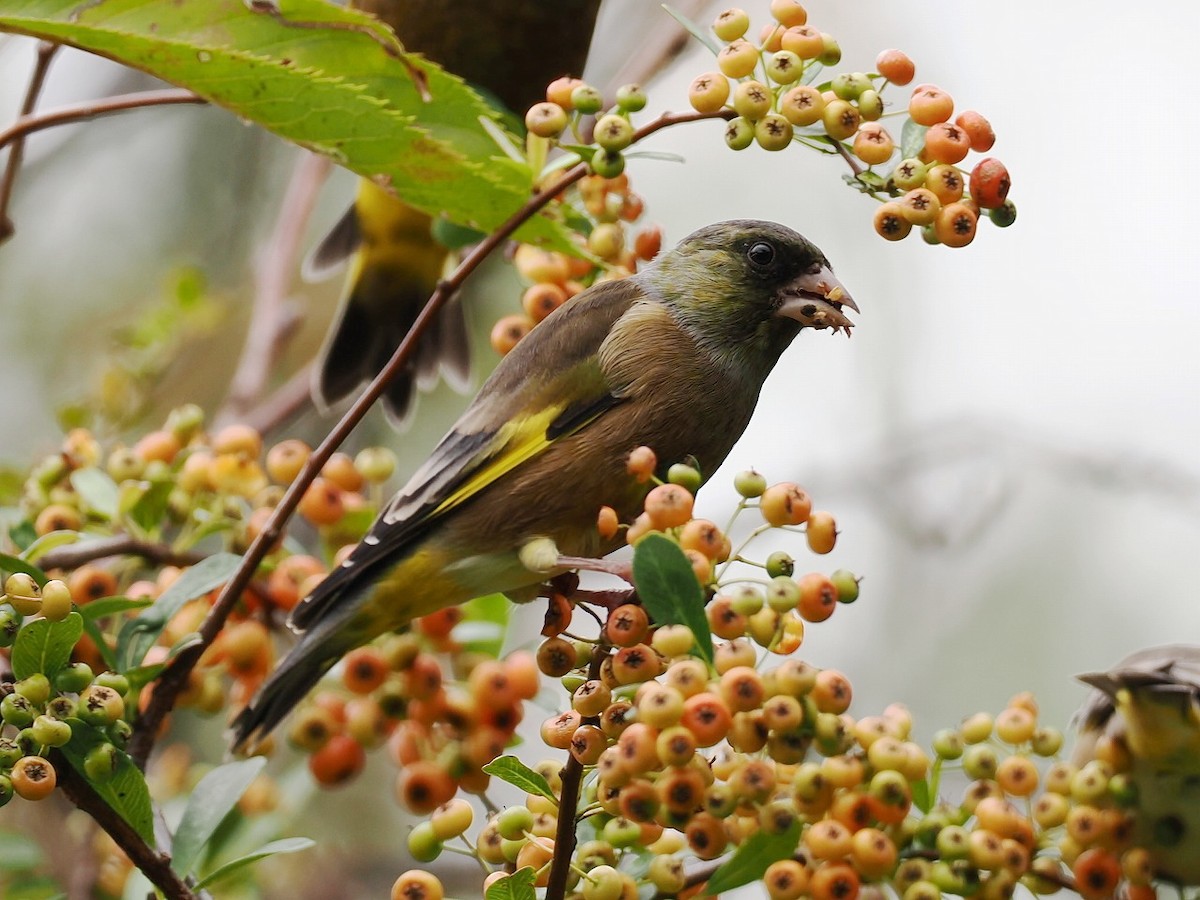 Oriental Greenfinch - ML643475853