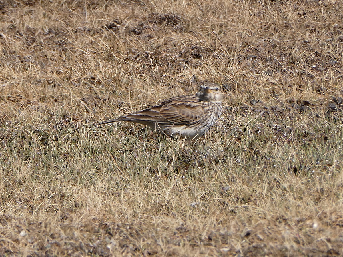 Large-billed Lark - ML643475854