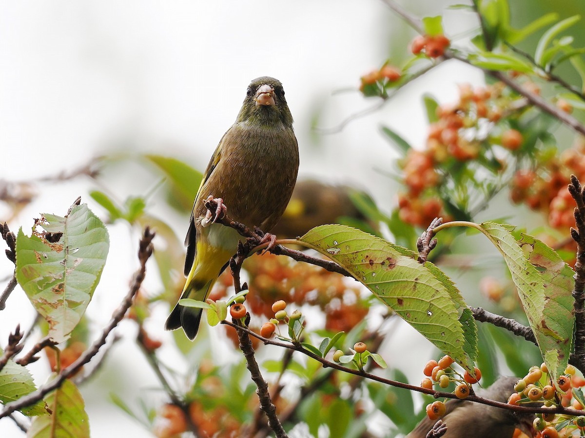 Oriental Greenfinch - ML643475856