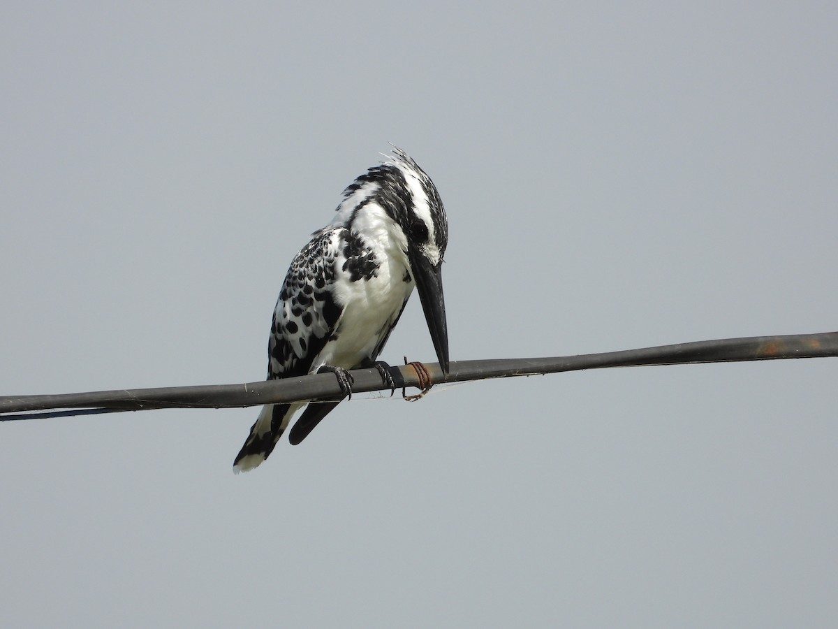 Pied Kingfisher - ML643475857