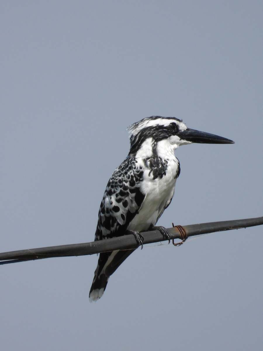 Pied Kingfisher - ML643475858