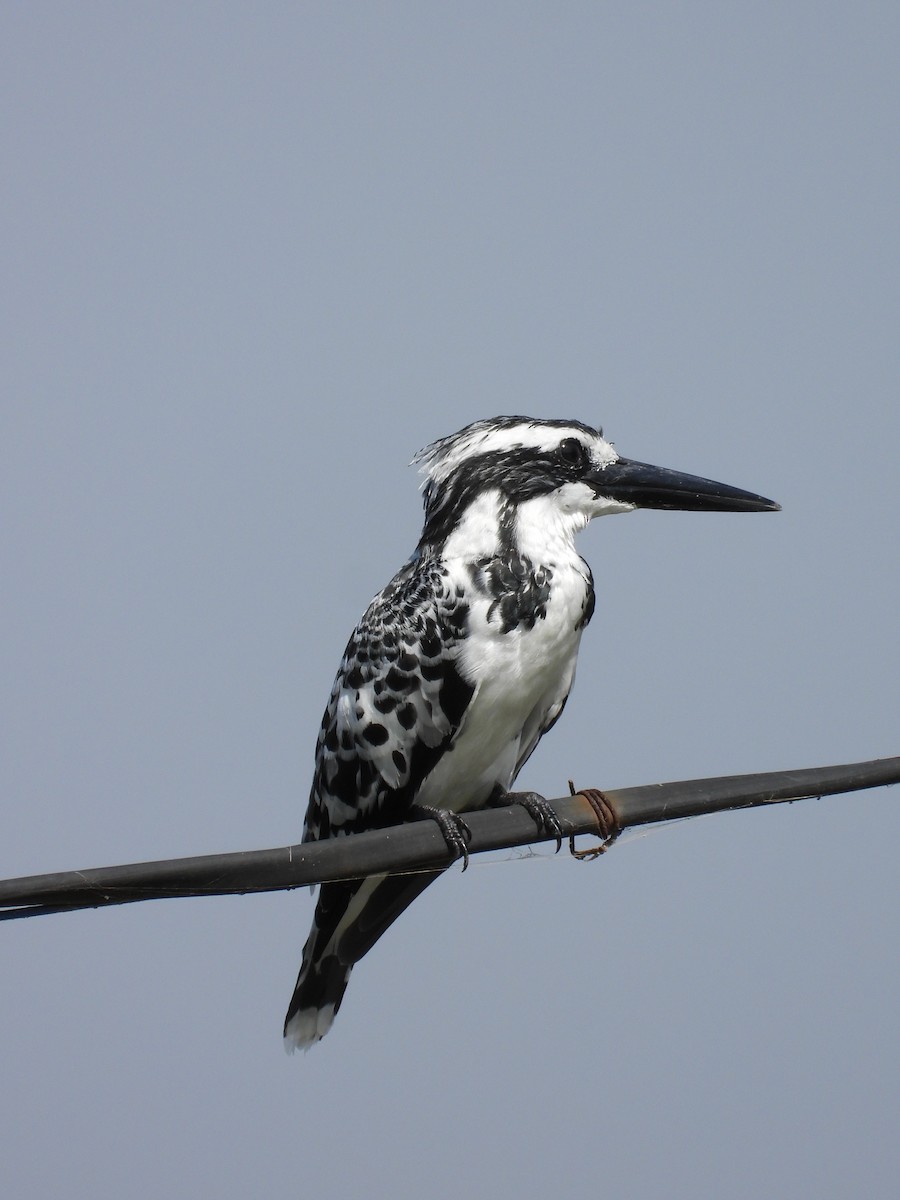 Pied Kingfisher - ML643475859