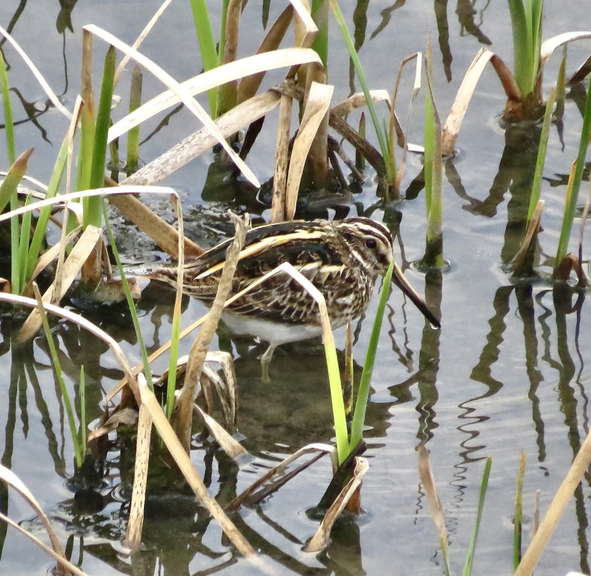 Jack Snipe - ML643475860