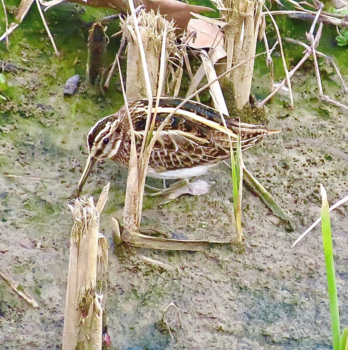 Jack Snipe - ML643475861