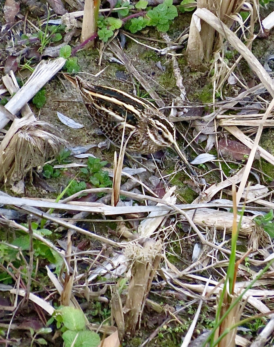 Jack Snipe - ML643475862