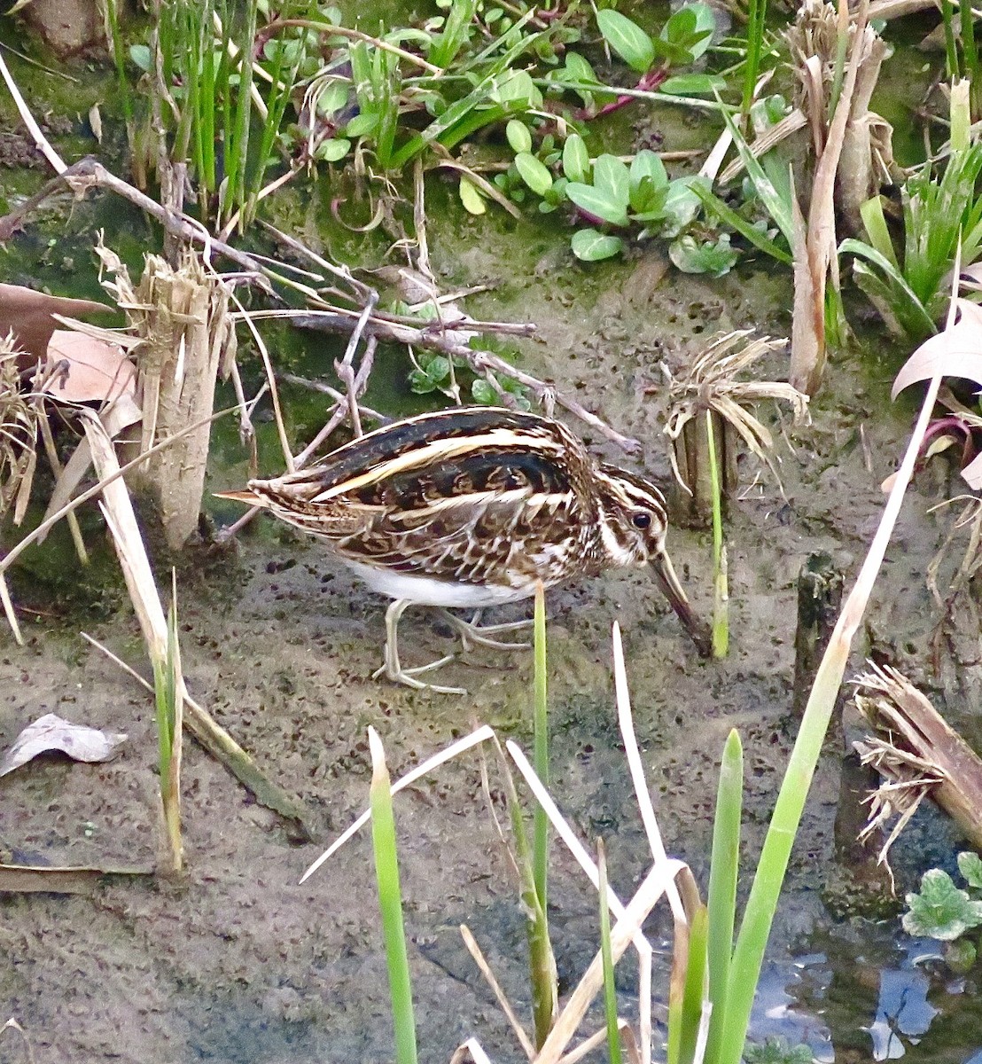 Jack Snipe - ML643475863