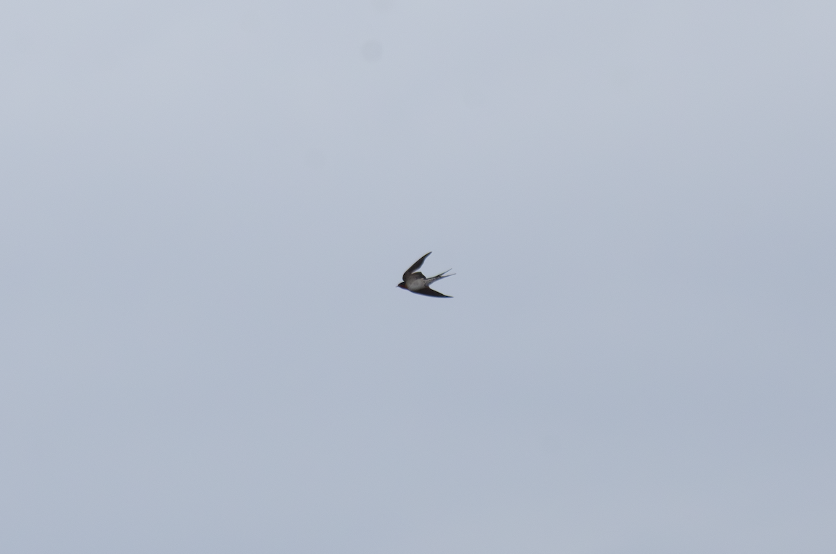 Welcome Swallow - ML643475898