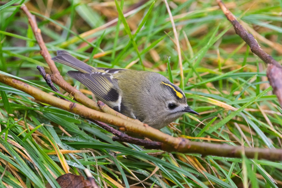 戴菊鳥 - ML643475911
